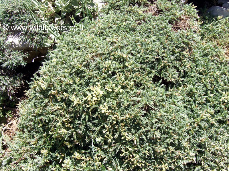 Astragalus angustifolius